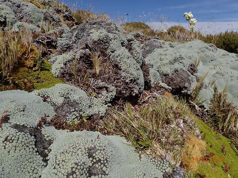 Image of Vegetable sheep