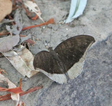 Image of Tanaecia lepidea cognata