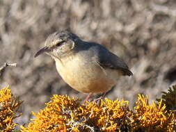 Sylvietta rufescens rufescens (Vieillot 1817)的圖片