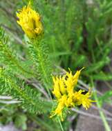 Image of Pteronia uncinata DC.