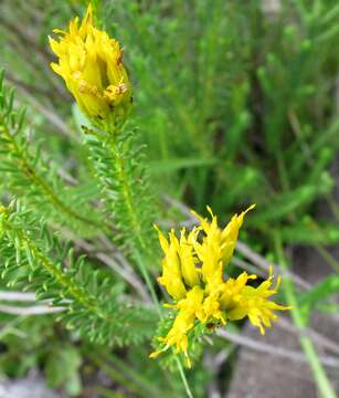 Слика од Pteronia uncinata DC.