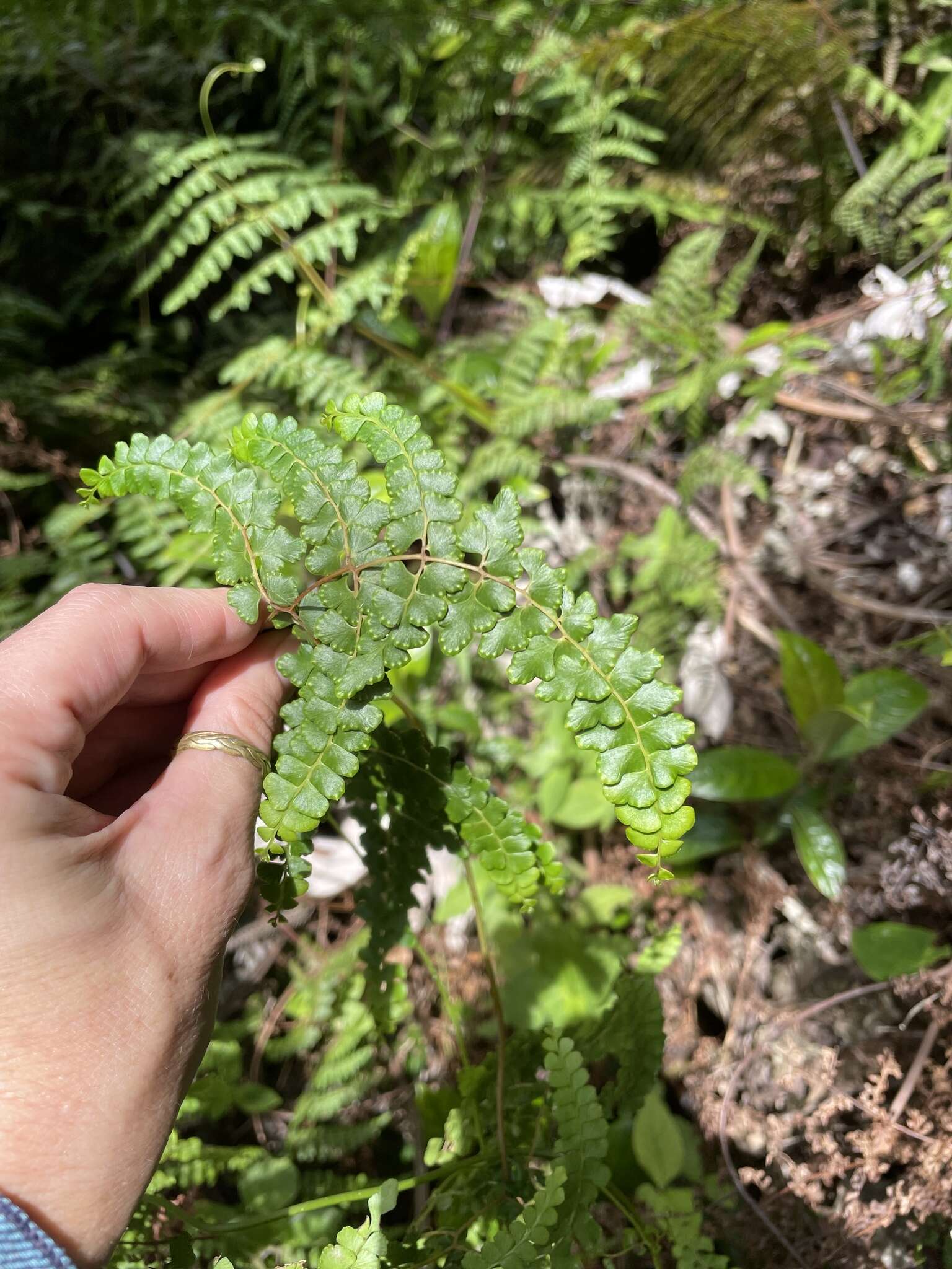 Sivun Odontosoria scandens (Desv.) C. Chr. kuva