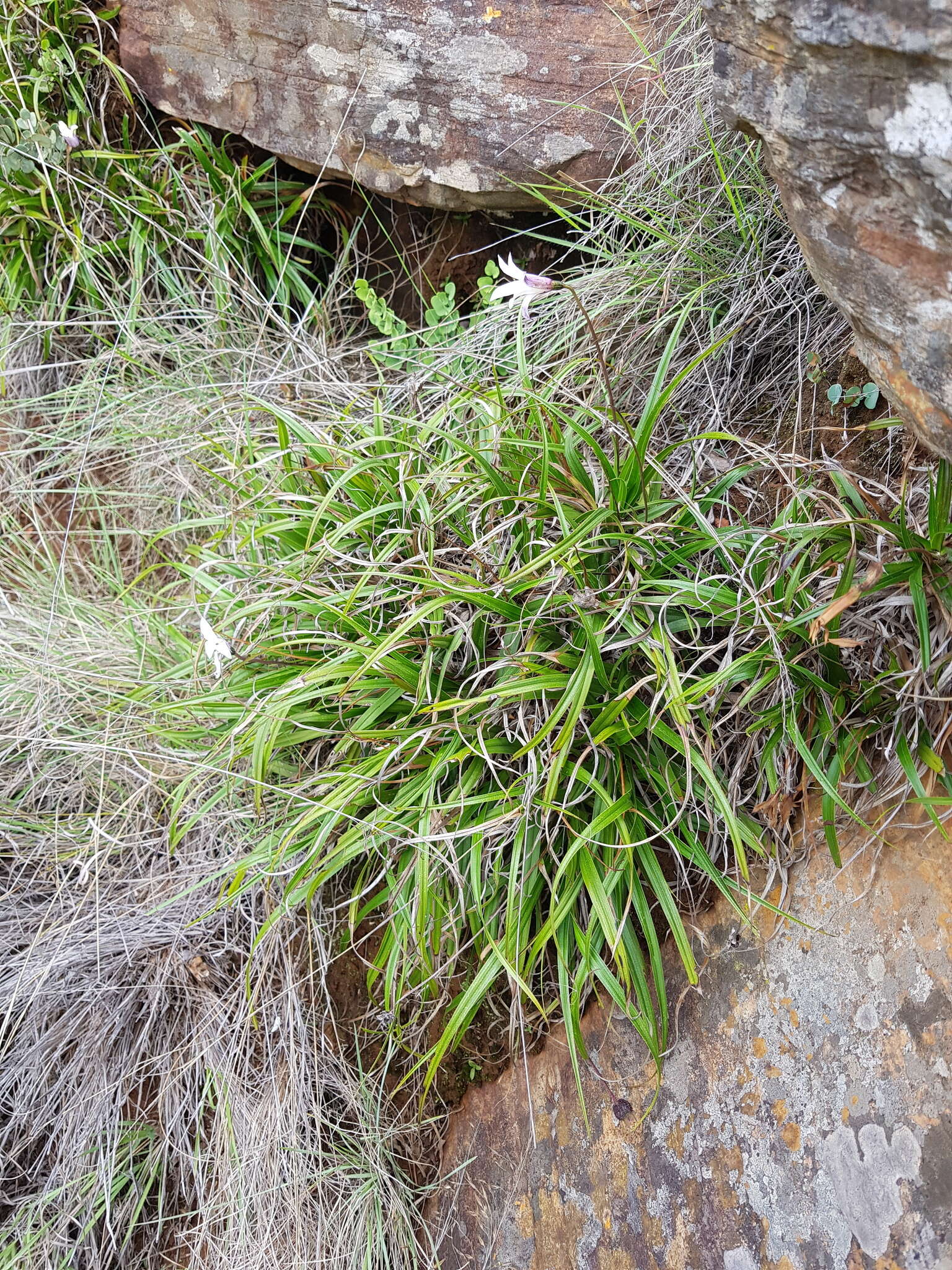 Image of Xerophyta schlechteri (Baker) N. L. Menezes