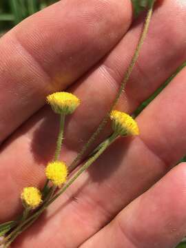 Plancia ëd Nidorella pinnata (L. fil.) J. C. Manning & Goldblatt