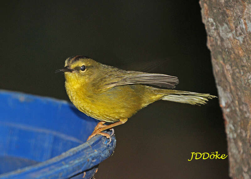 Image of Two-banded Warbler