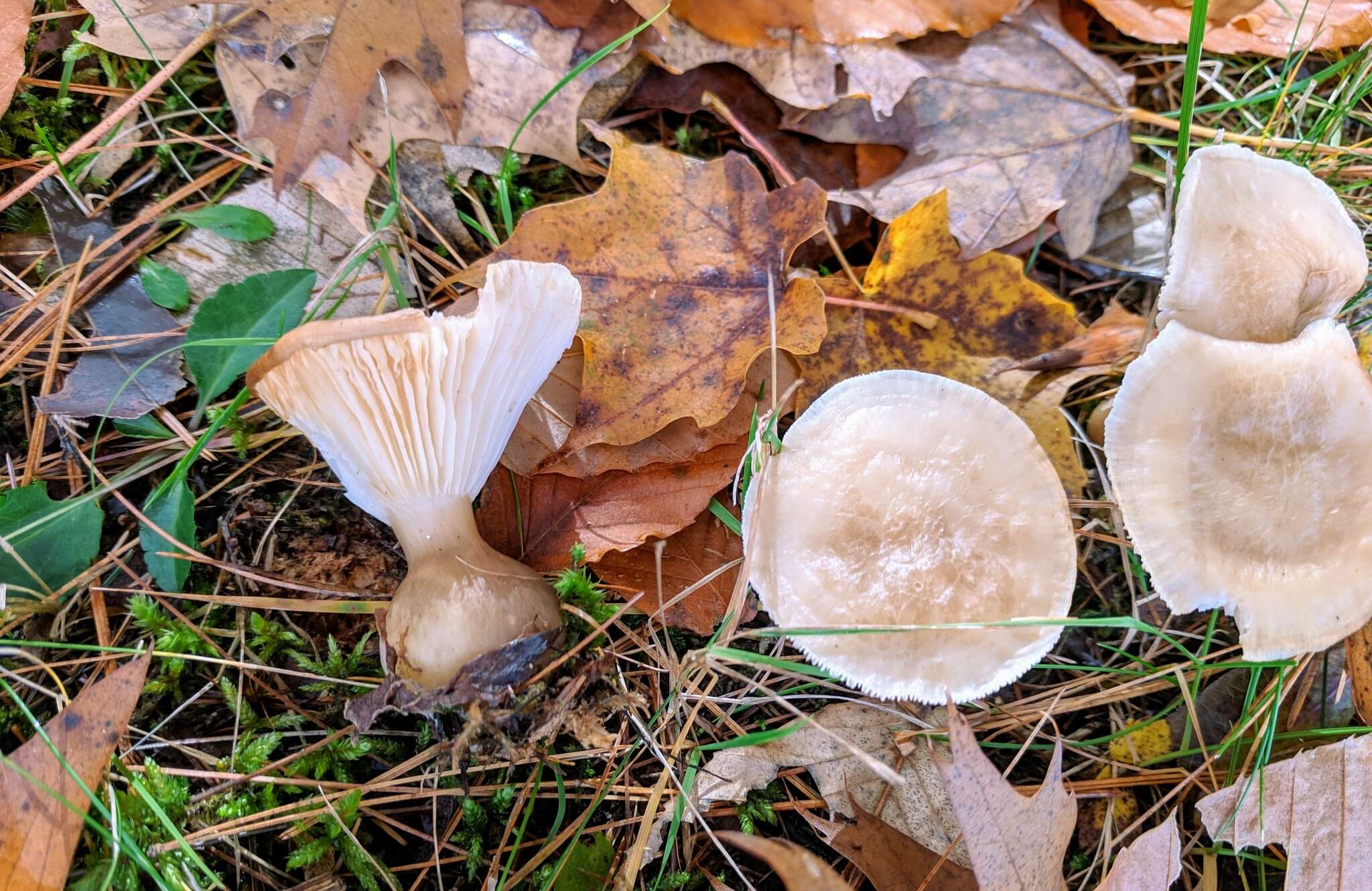 Image of Ampulloclitocybe