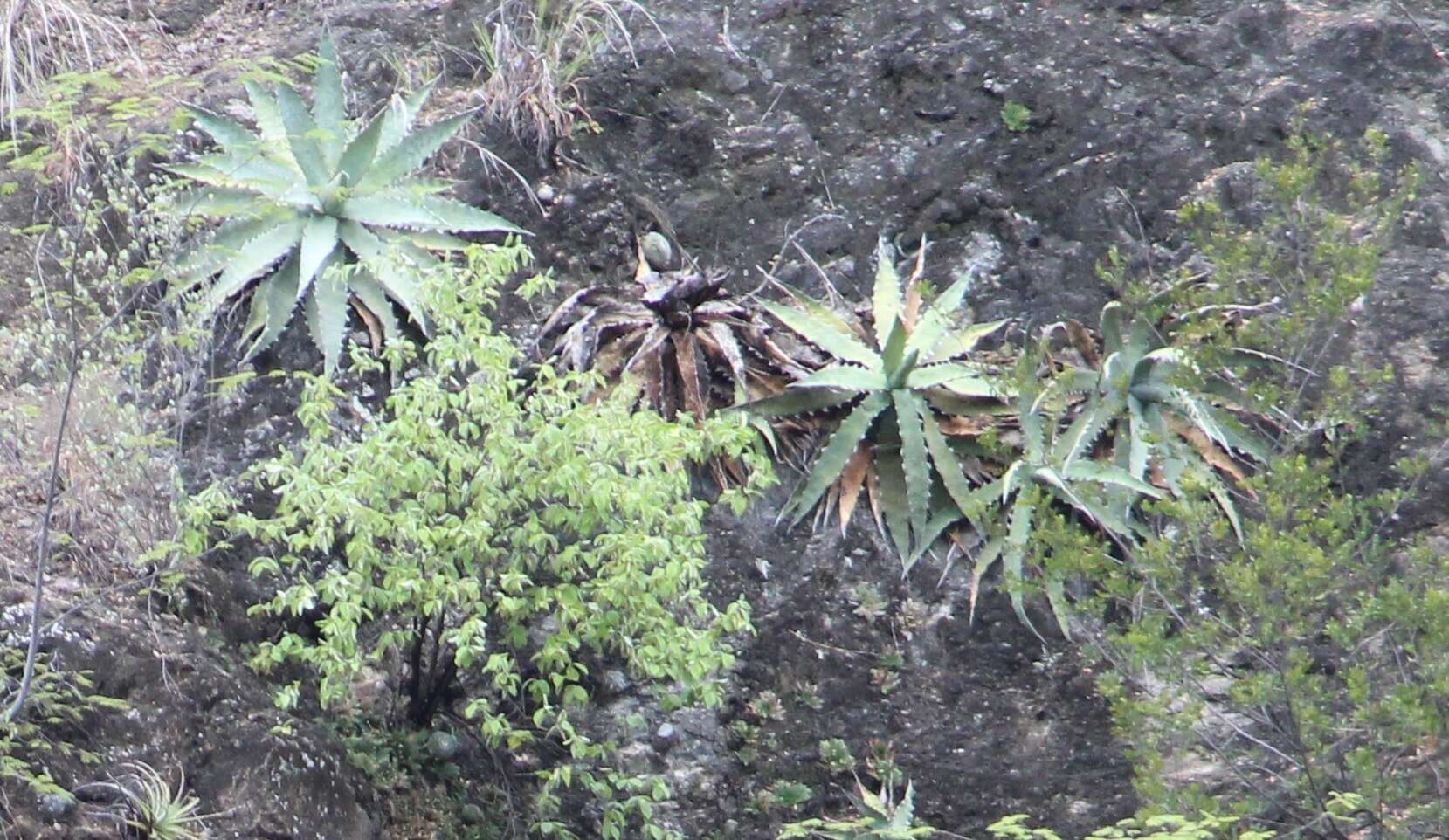 Agave xylonacantha Salm-Dyck resmi