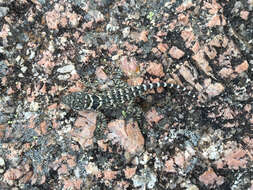 Image of Crevice Spiny Lizard