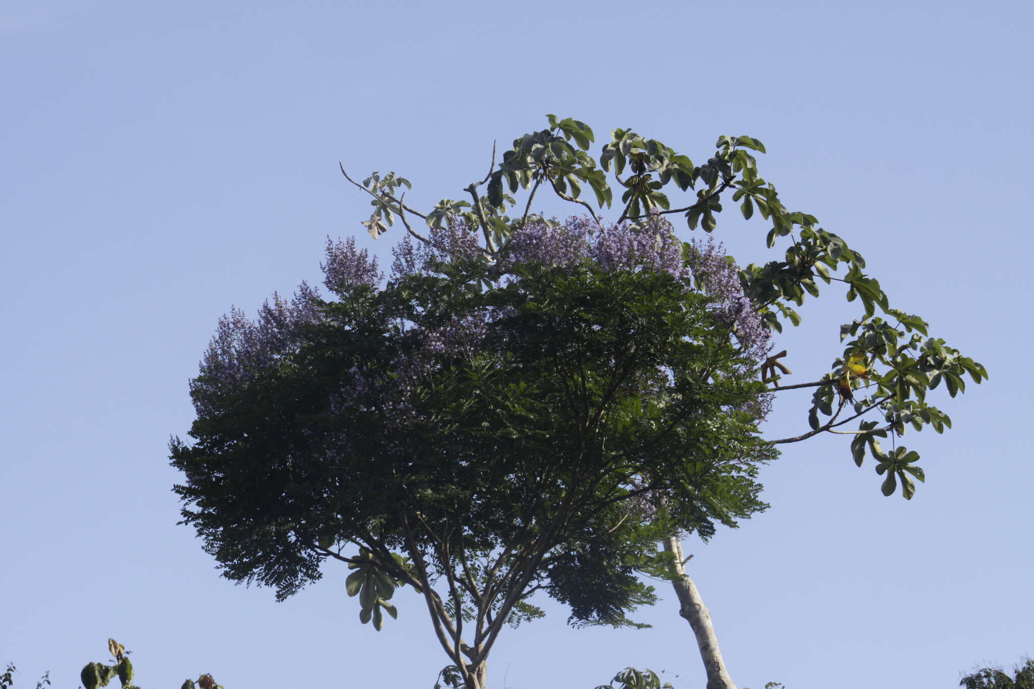 صورة Jacaranda copaia (Aubl.) D. Don