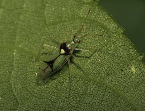 Слика од Hyaliodes vitripennis (Say 1832)