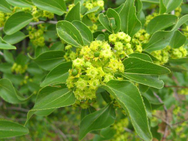 Image of Buffalo-thorn