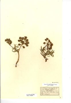 Image of <i>Crithmum maritimum</i>