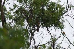 Image of Barred honey buzzard
