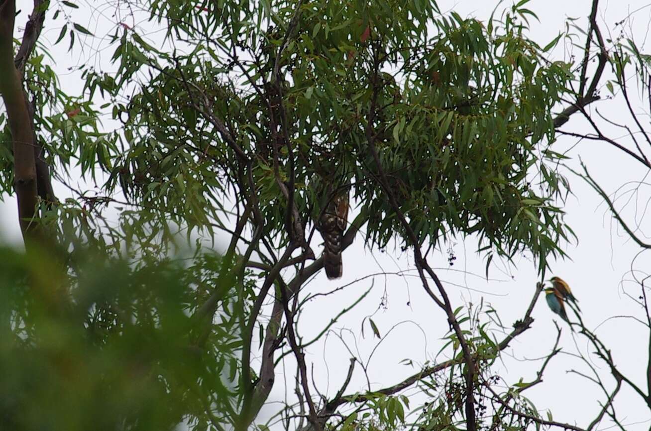 Image of Barred honey buzzard