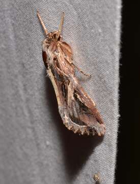 Image of Sweetpotato Armyworm Moth