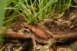 Image of Desert Tree Frog