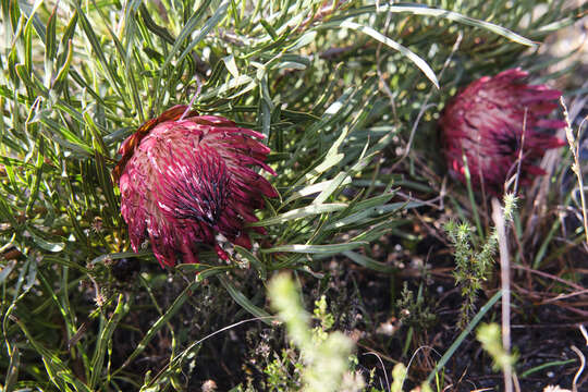 Image of Bashful protea