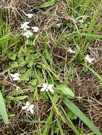 Image of Viola lyallii Hook. fil.