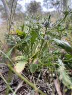 Image of Eryngium pinnatifidum Bunge