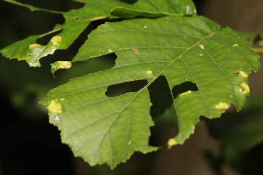 Image of <i>Acalitus brevitarsus</i>