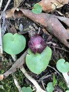 Image of Bristly helmet orchid