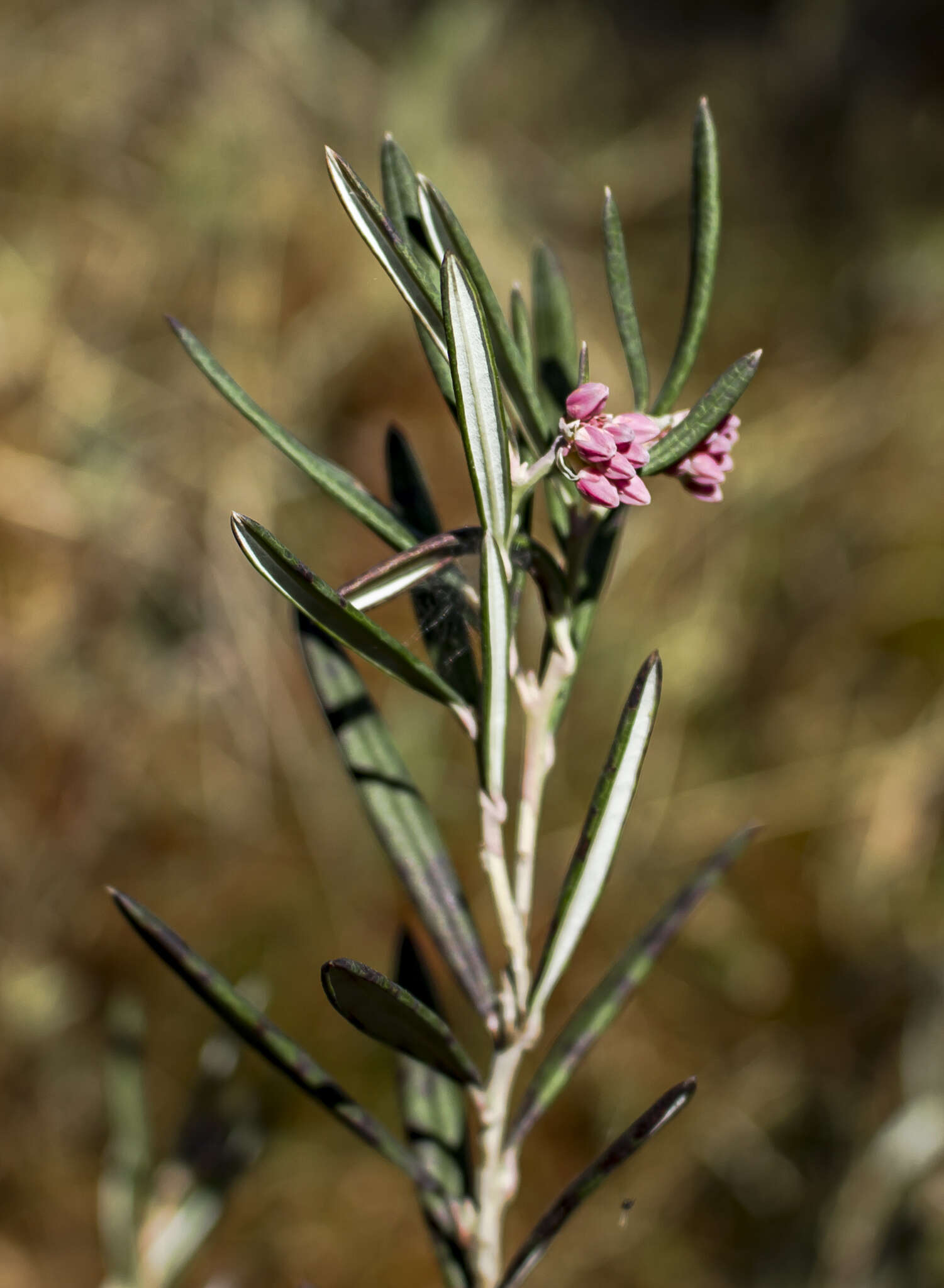 Image of Andromeda polifolia L.