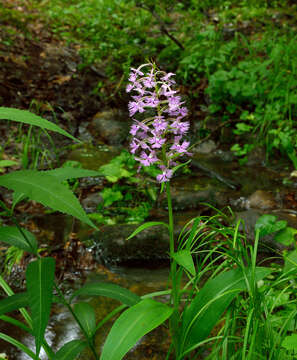 Image de Platanthera grandiflora (Bigelow) Lindl.