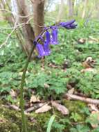 Image of Common Bluebell