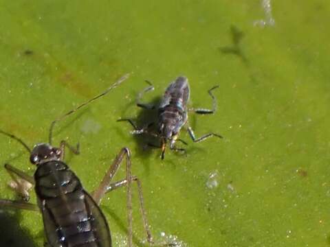 Image of Microvelia pulchella Westwood 1834