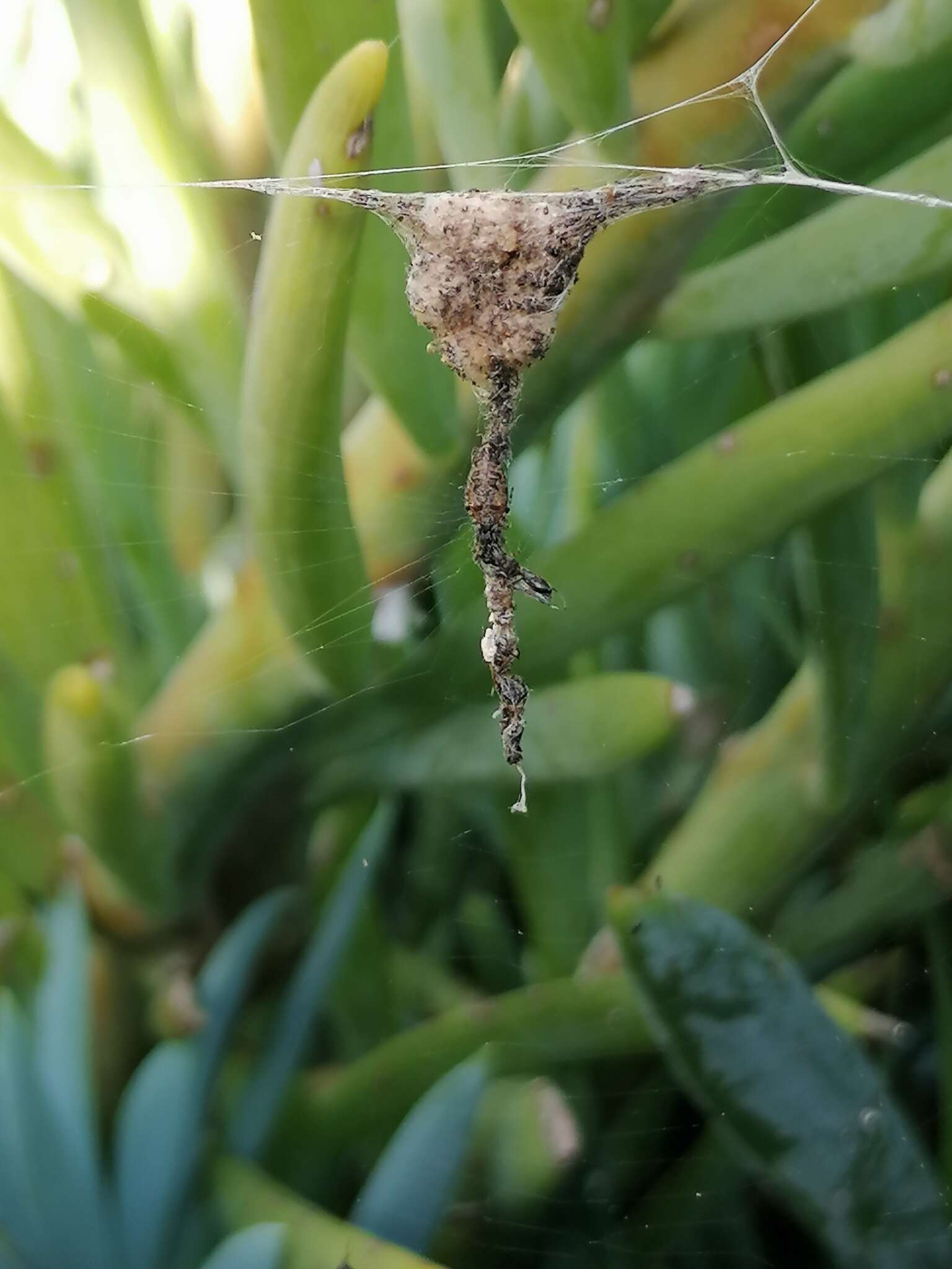 Image of Trashline orbweaver