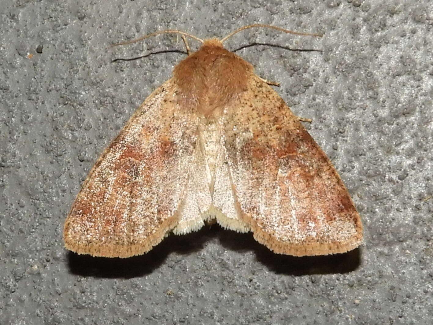 Image of Orthosia rubescens Walker 1865