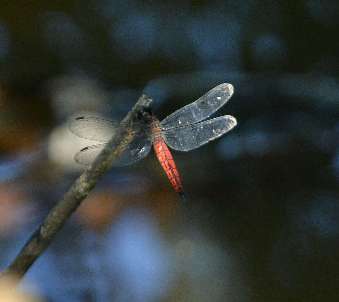 Plancia ëd Lyriothemis acigastra (Selys 1878)