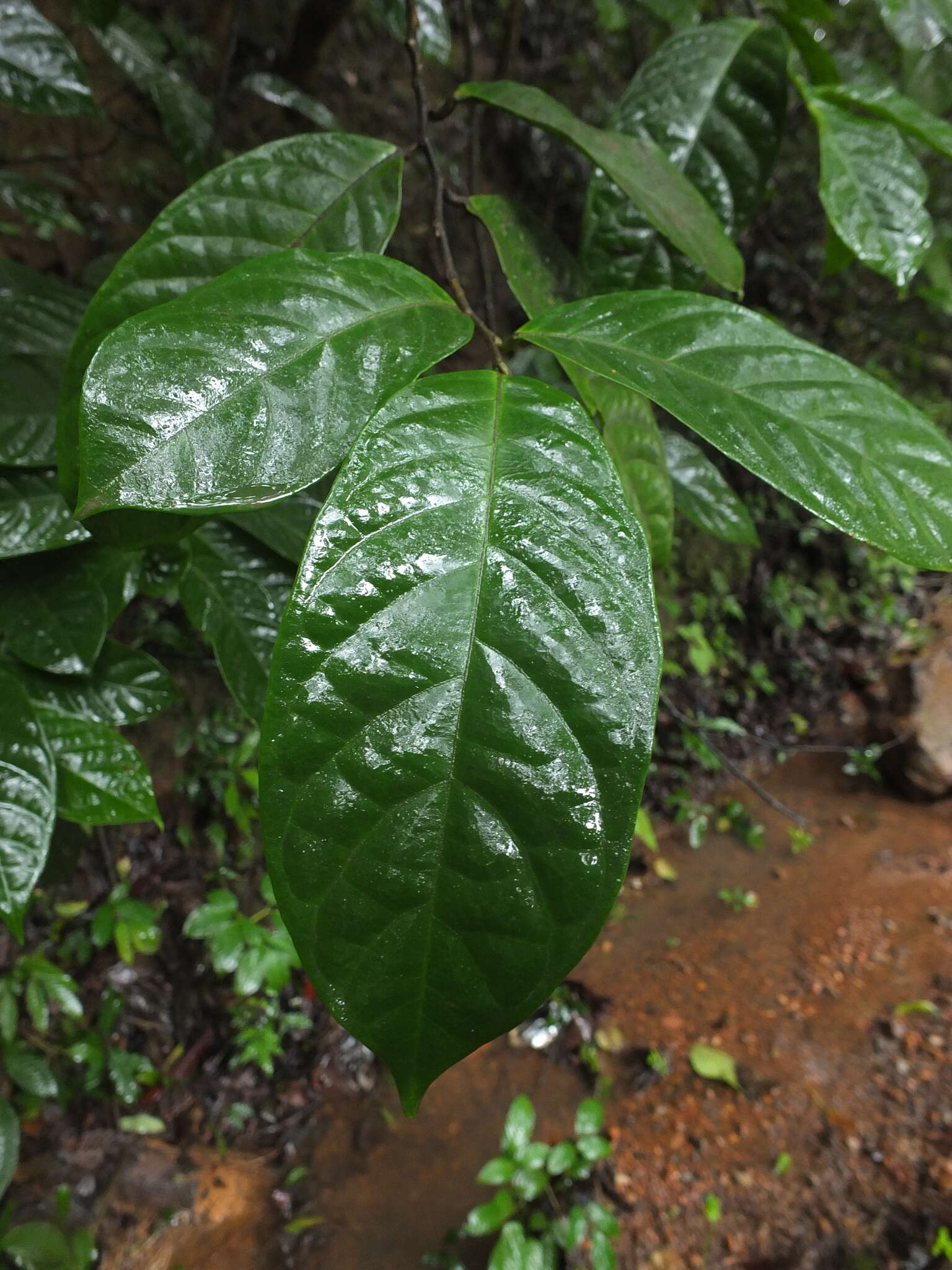 山地五月茶的圖片