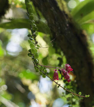 Image of Kalanchoe uniflora