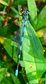 Image of Coenagrion lanceolatum (Selys ex Selys & McLachlan 1872)