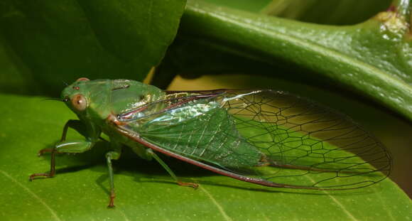 Sivun Chlorocysta vitripennis (Westwood 1851) kuva