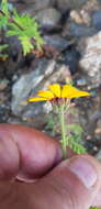 Image of Dyssodia decipiens (Bartl.) M. C. Johnston