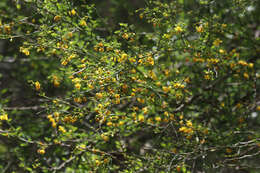 Image of Texas paloverde