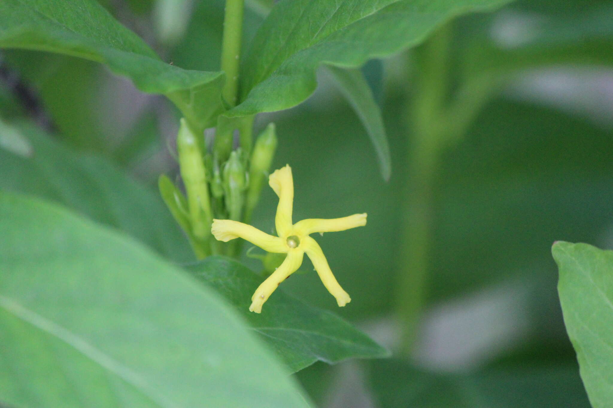 Image of Mandevilla foliosa (Müll. Arg.) Hemsl.