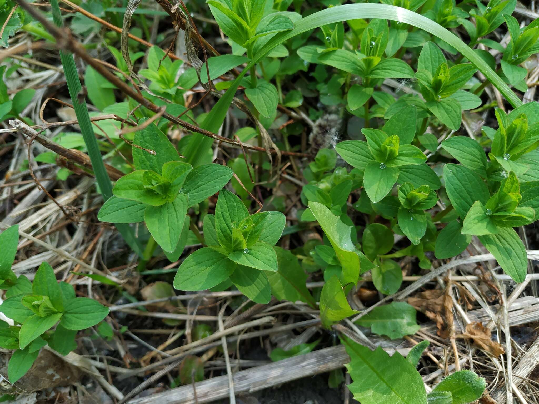 Image of spotted St. Johnswort