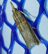 Image of Moth