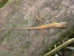 Image of Green Fan-throated lizard