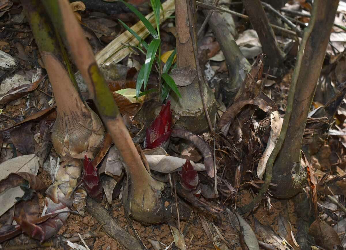 Слика од Hornstedtia scottiana (F. Muell.) K. Schum.