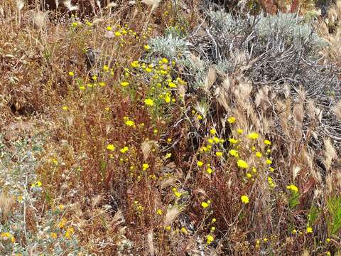 Image of leafy desertdandelion