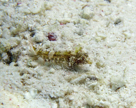 Image of High Hat Triplefin