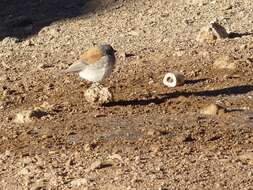 Image of Red-backed Sierra Finch