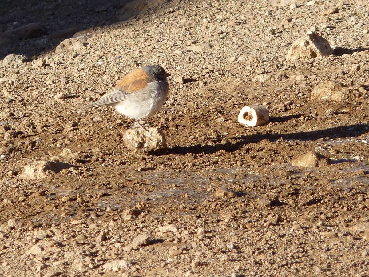 Image of Red-backed Sierra Finch