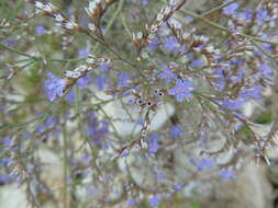 Imagem de Limonium brevipetiolatum R. Artelari & M. Erben