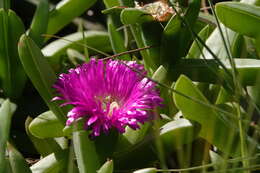 Imagem de Carpobrotus glaucescens (Haw.) Schwant.