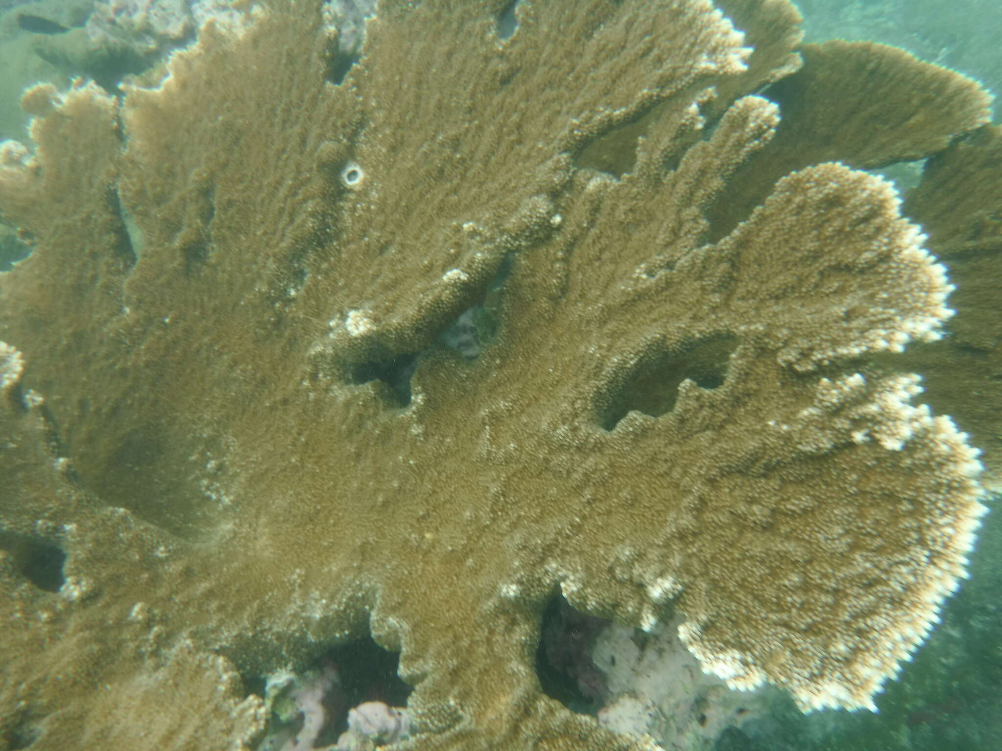 Acropora palmata (Lamarck 1816) resmi